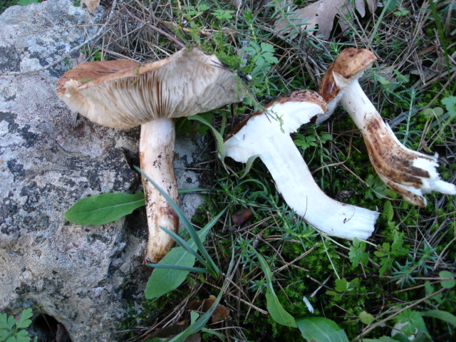 Murgia  Novembre  2007